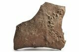 Cruziana (Fossil Trilobite Trackway) - Morocco #253164-1